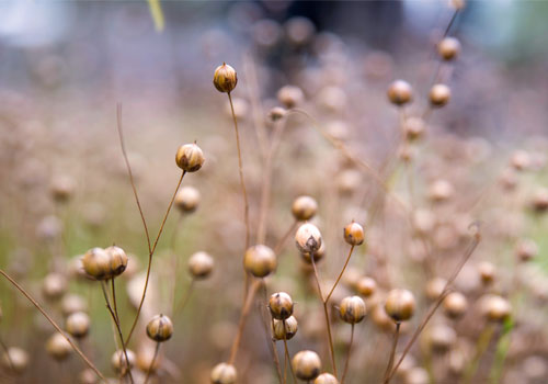 Natural Linen Fabric