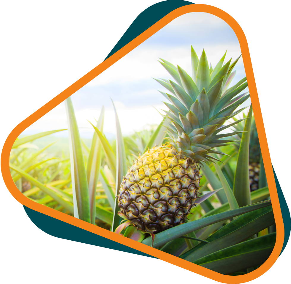 Piñatex | Sustainable Bags Made From Pineapple — Berayah