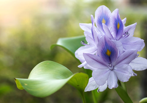Water Hyacinth Fabric
